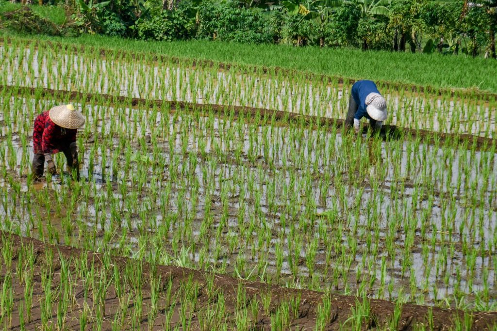 Criza de combustibil declanșată de războiul din Iran lovește producția de orez din Asia