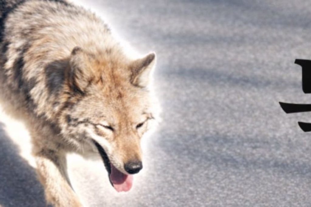 Lupul fugar din Coreea de Sud, star al meme-urilor: Președintele, îngrijorat