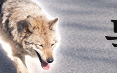 Lupul fugar din Coreea de Sud, star al meme-urilor: Președintele, îngrijorat