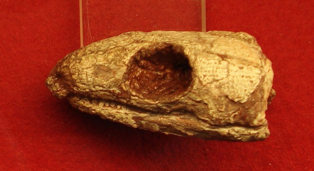 Reptila mumificată de acum 289 milioane de ani dezvăluie secretul respirației