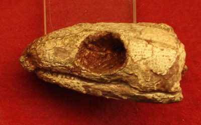 Reptila mumificată de acum 289 milioane de ani dezvăluie secretul respirației