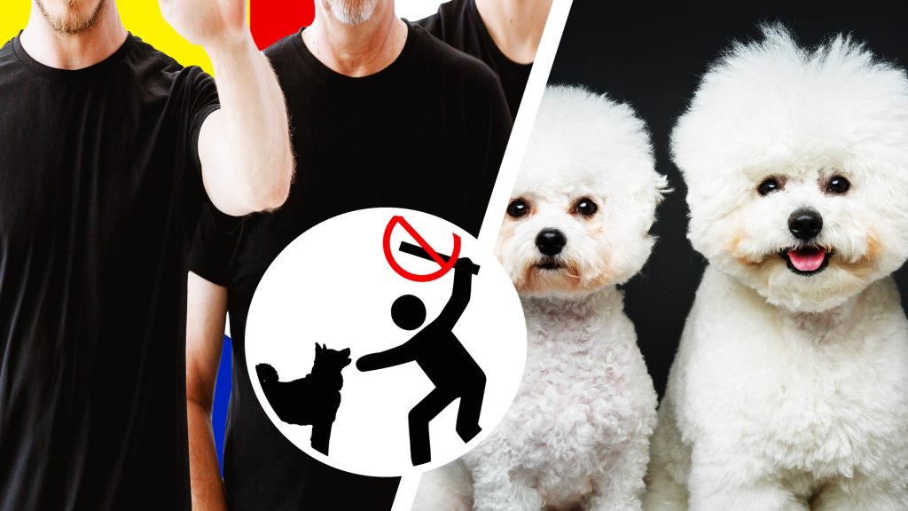 Grupare România, anchetată în Anglia: Schilodea căței pentru asigurări