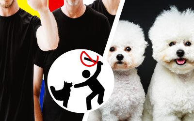 Grupare România, anchetată în Anglia: Schilodea căței pentru asigurări