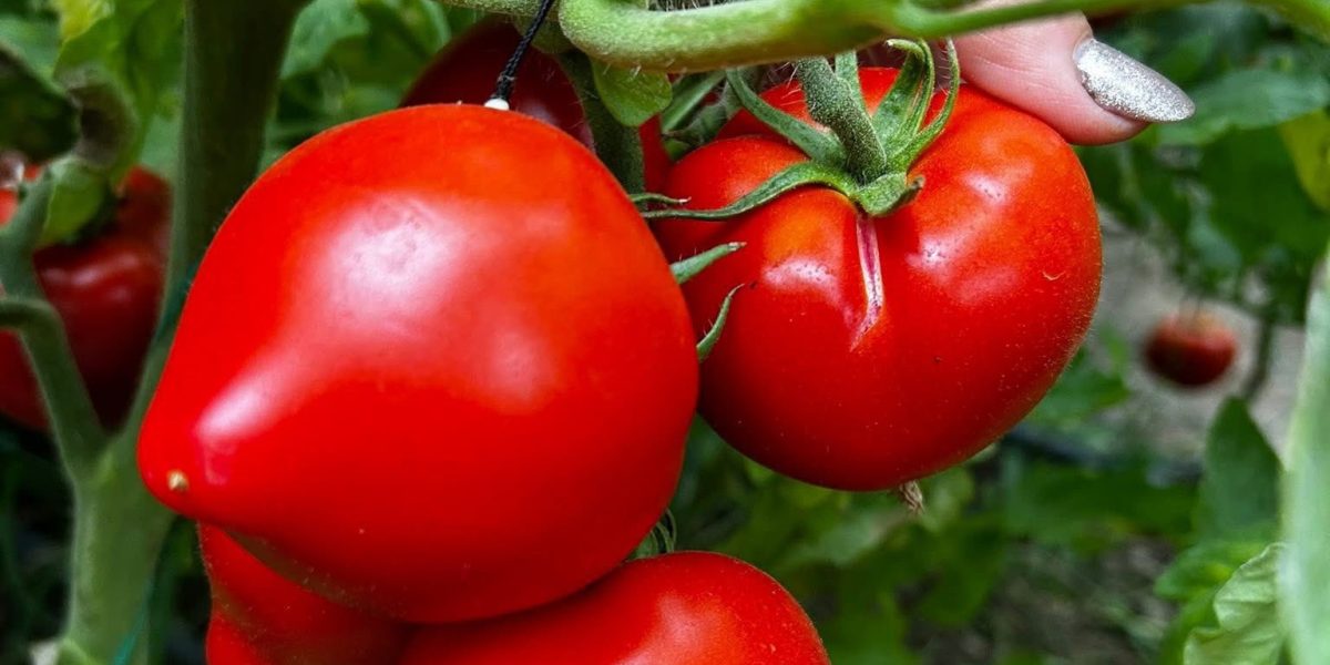 rosii-prekos.jpg - JurnalUrban