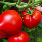 rosii-prekos.jpg - JurnalUrban