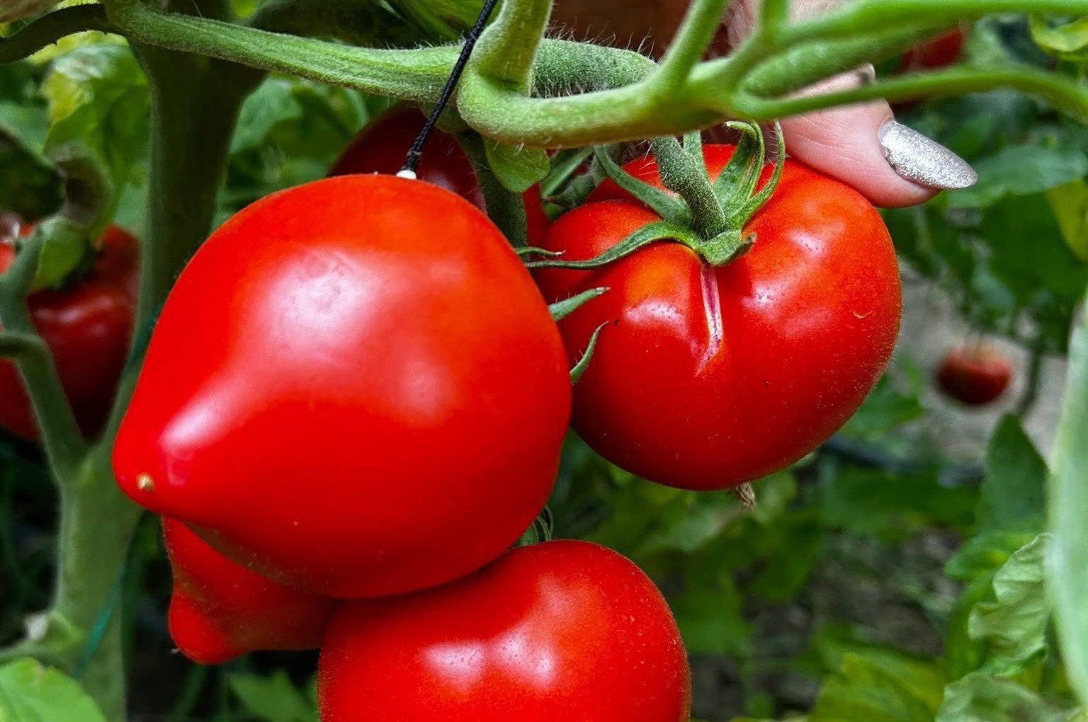 Prețul roșiilor de Olt ajunge la 42 de lei pe kilogram: Producătorii invocă costurile mari de producție Producătorii de tomate din județul Olt care au demarat deja recoltarea din luna martie vând roșiile cu prețuri ridicate