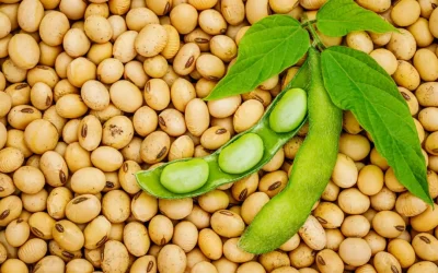 România: Fermierii revin la soia, producția va crește cu peste 60%