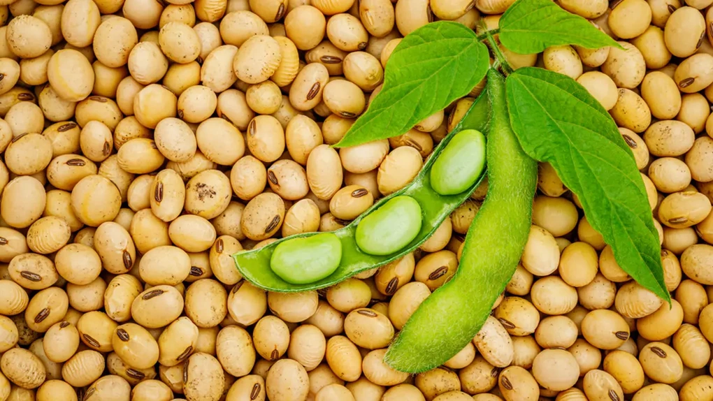 România: Fermierii revin la soia, producția va crește cu peste 60%