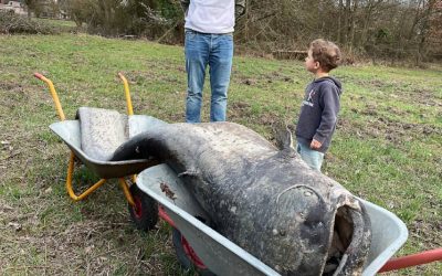 Somnul uriaș a confirmat legenda: Germania, martora unei descoperiri