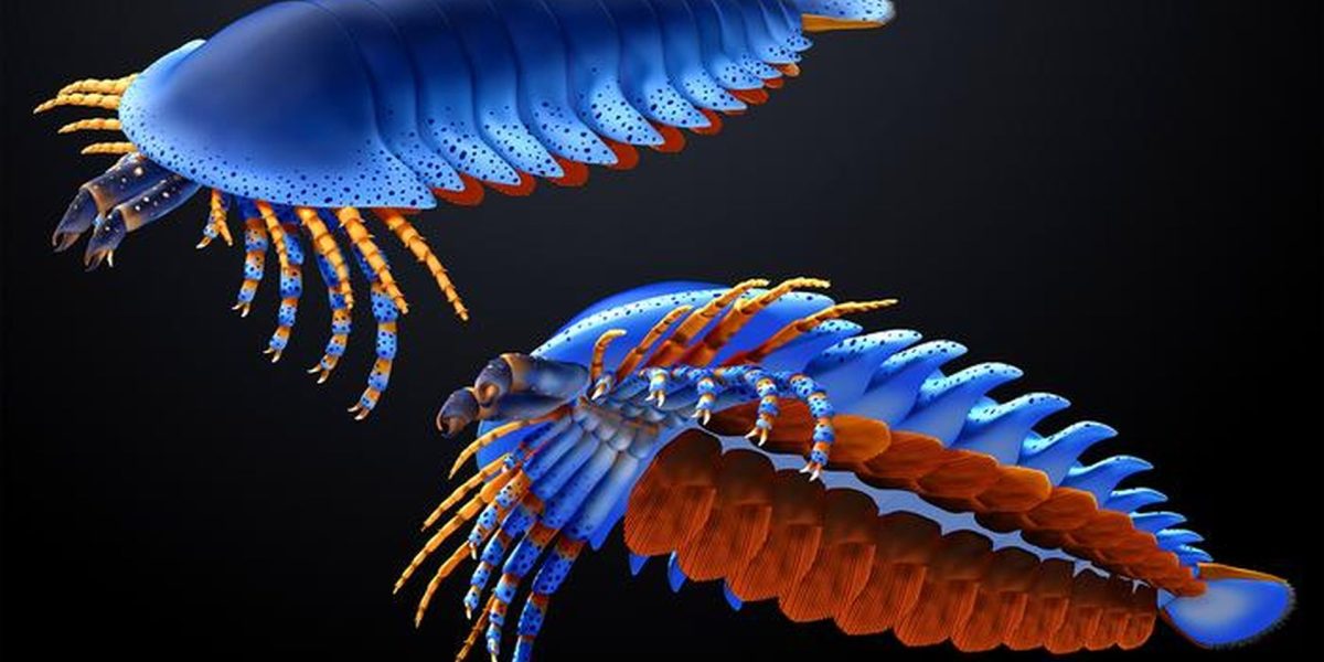 specie-de-paianjen-preistoric_Masato-Hattori_Harvard-University_eurekalert_Descopera.jpg - JurnalUrban