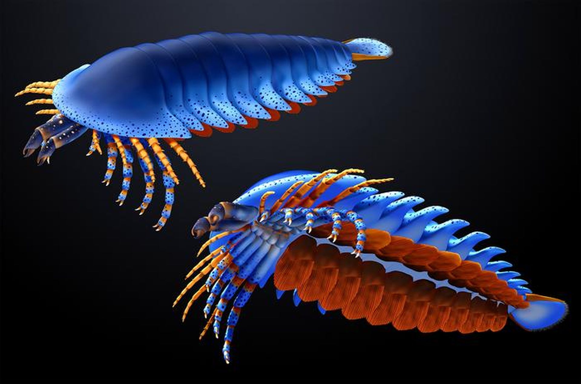 Nouă ochi la orizont: O nouă specie de „păianjen” preistoric, cu clești inexplicabili, zdruncină lumea paleontologiei O descoperire uluitoare a revoluționat înțelegerea evoluției artropodelor timpurii