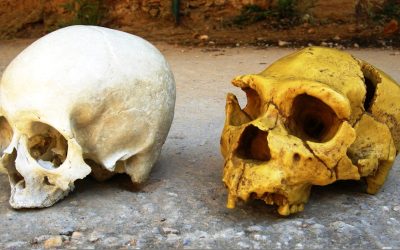 Cum influențează neanderthalienii viața noastră, chiar și AZI