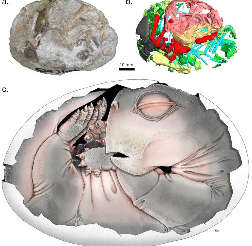 Dovezi ȘOC: Strămoșii mamiferelor DEPUNEAU ouă
