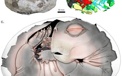 Dovezi ȘOC: Strămoșii mamiferelor DEPUNEAU ouă