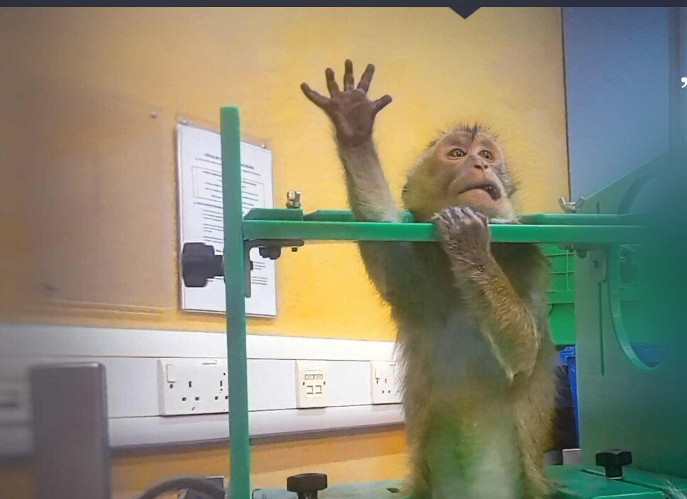 Imagini șocante din laboratoare: Apeluri pentru oprirea testelor pe animale