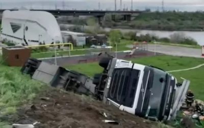 Soarta celor 160 de animale moarte: Anchetă și mister