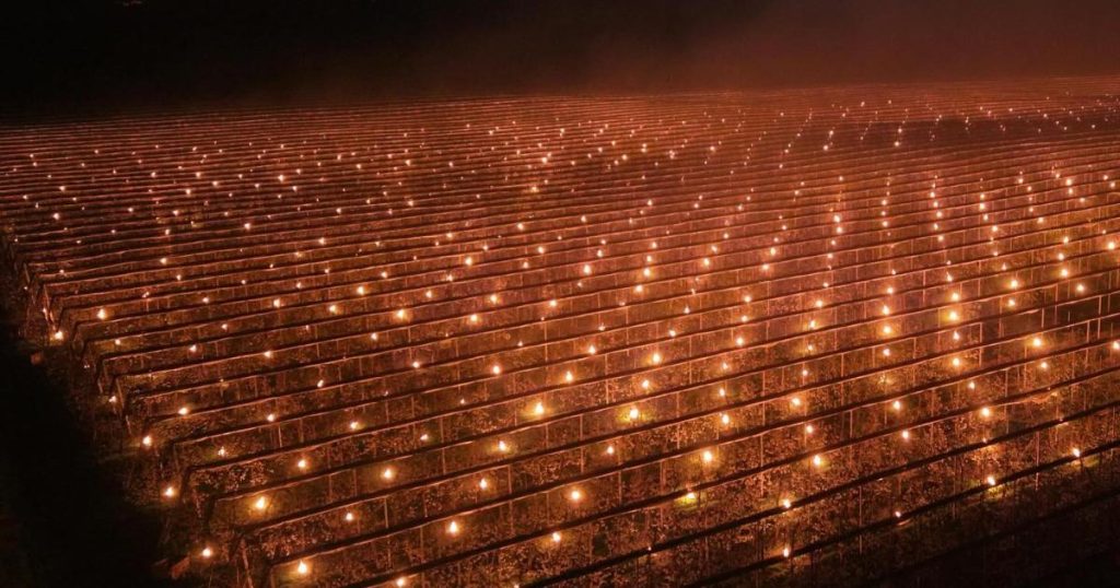 Cluj: Fermierul a ars 40.000 € să salveze cireșii de îngheț