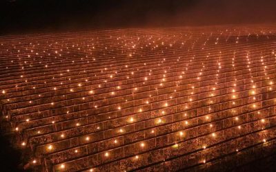 Cluj: Fermierul a ars 40.000 € să salveze cireșii de îngheț