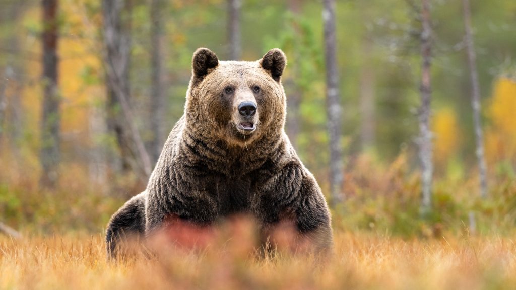 Aproape 1.000 de urși, vânătoare permisă de Parlament, anunță Europa FM