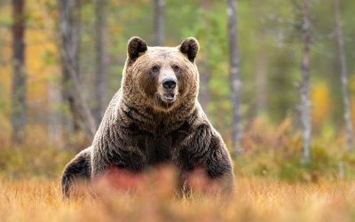 Aproape 1.000 de urși, vânătoare permisă de Parlament, anunță Europa FM