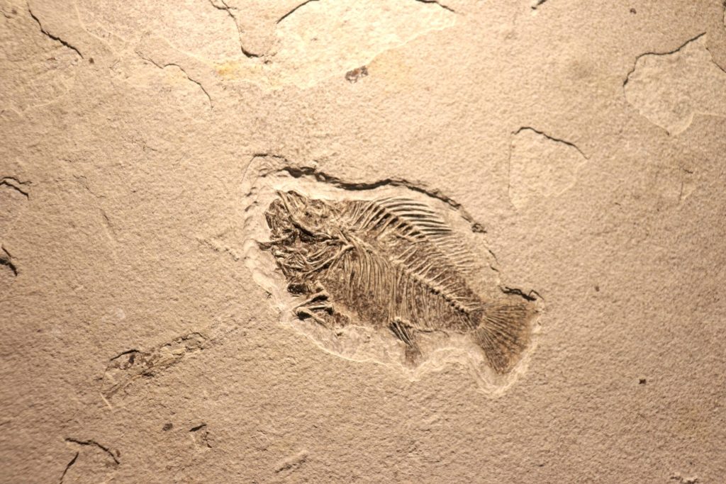 O descoperire uluitoare scoate la iveală o imagine nouă despre evoluția vieții: peste 700 de fosile, găsite în provincia chineză Yunnan, sugerează că tranziția de la viața simplă la animale complexe a avut loc cu milioane de ani mai devreme decât se credea