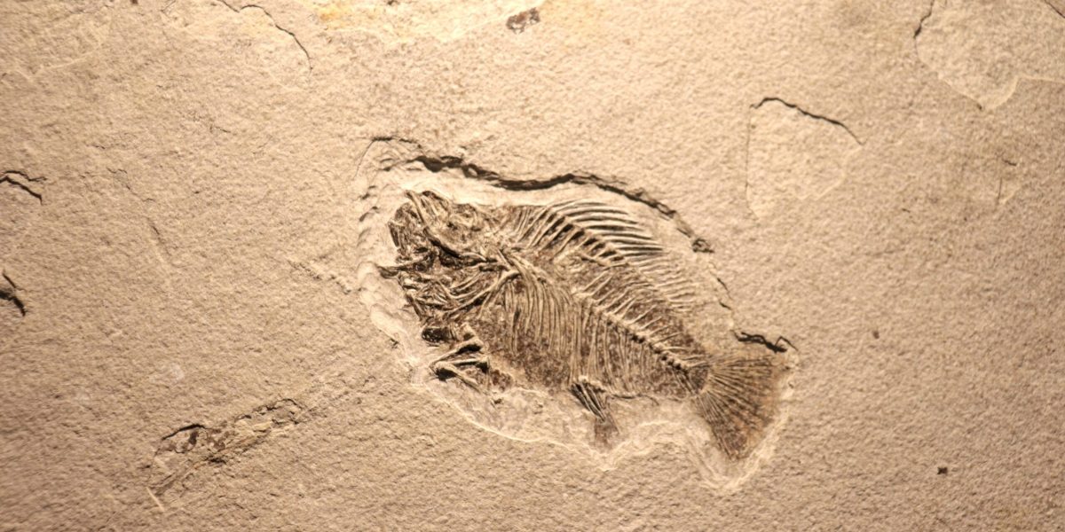 viata-fosile-shutter_Descopera-scaled.jpg - JurnalUrban