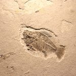 viata-fosile-shutter_Descopera-scaled.jpg - JurnalUrban