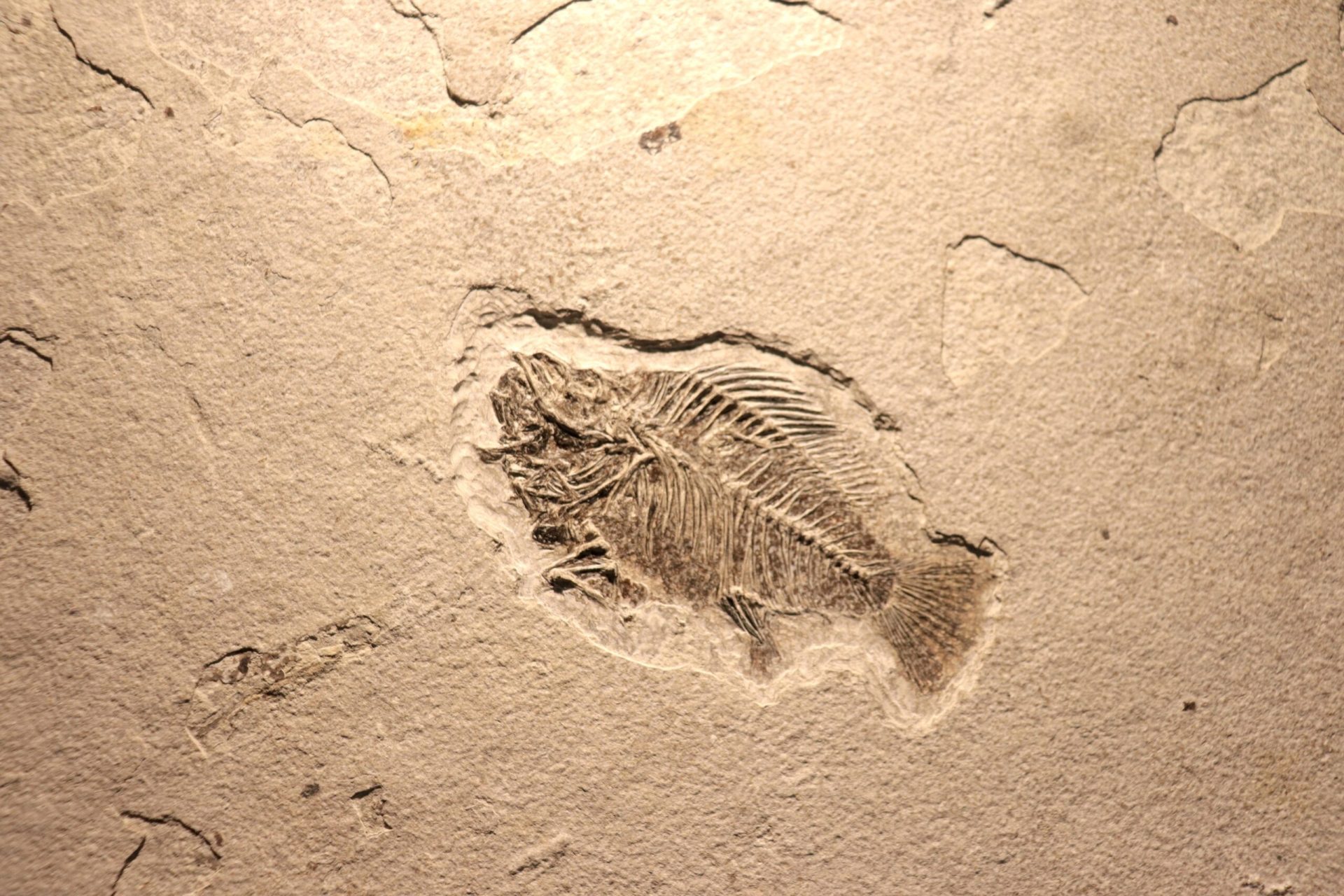 O descoperire uluitoare scoate la iveală o imagine nouă despre evoluția vieții: peste 700 de fosile, găsite în provincia chineză Yunnan, sugerează că tranziția de la viața simplă la animale complexe a avut loc cu milioane de ani mai devreme decât se credea