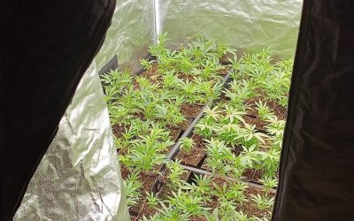 Canabis crescut în laboratoare din București și 4 județe: Mascații au intervenit
