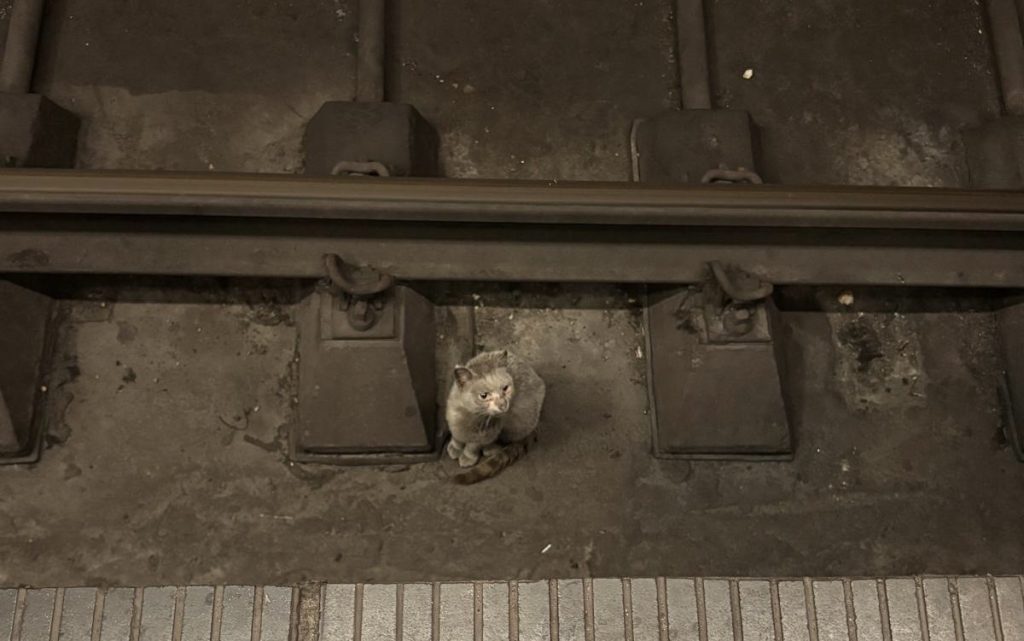 Pisică salvată din tunelul metroului