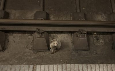 Pisică salvată din tunelul metroului