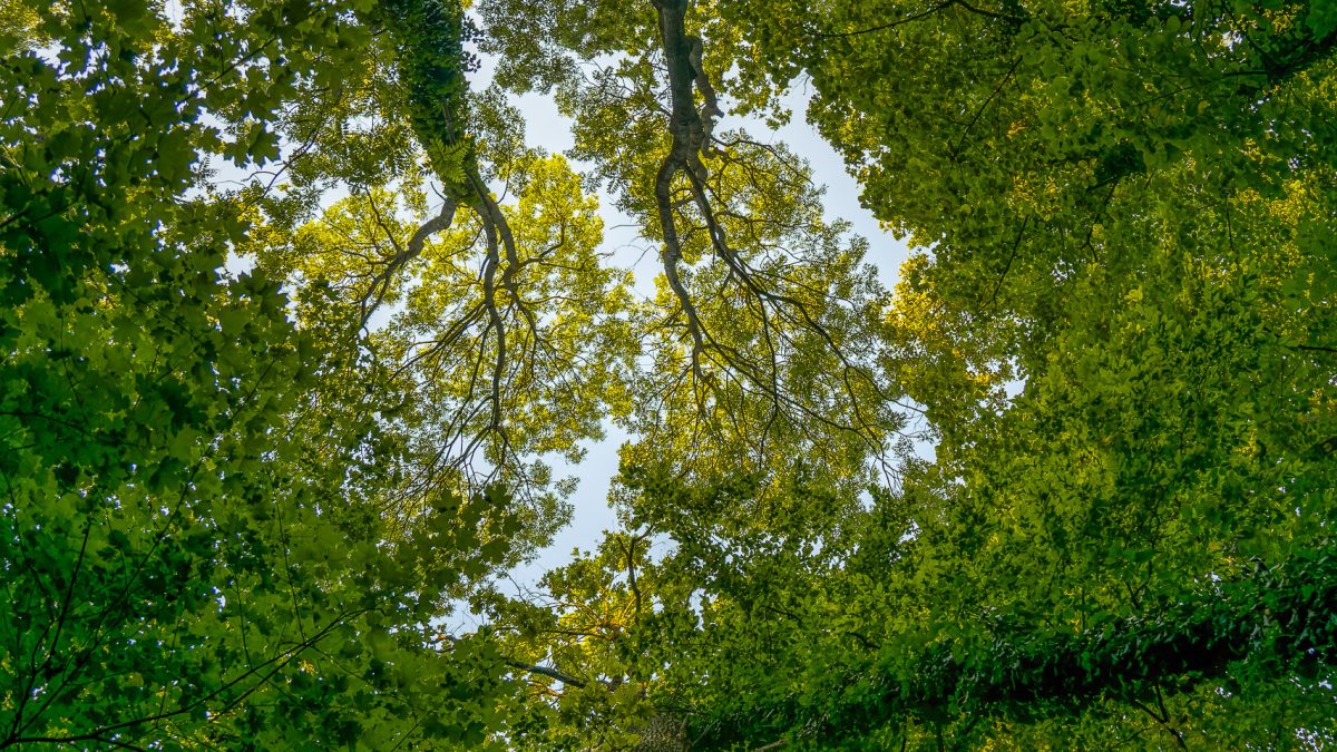 Centura Verde București-Ilfov intr