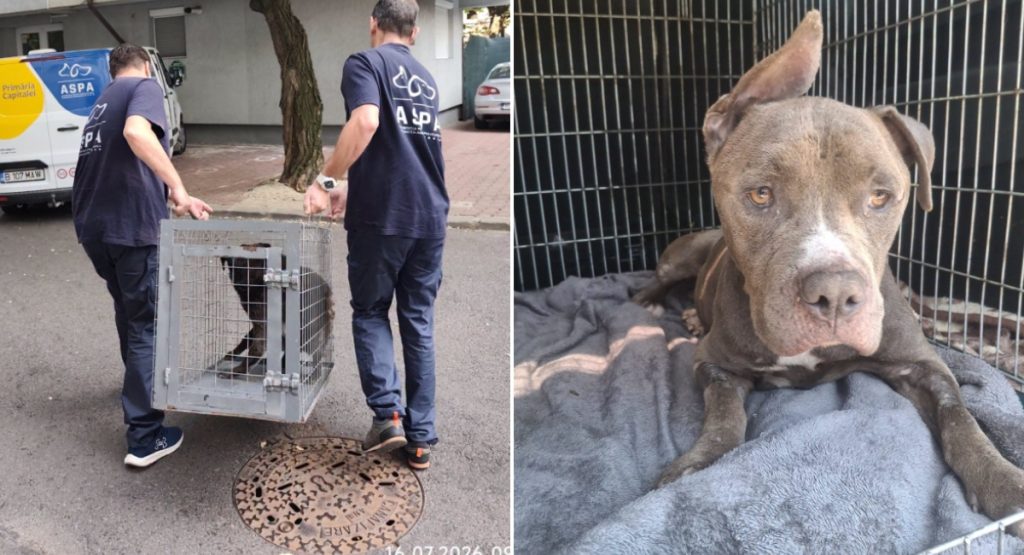 Capitale fără stăpân: Peste 120 de câini abandonați în iulie