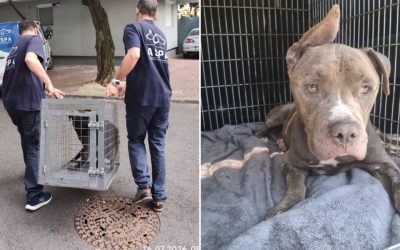 Capitale fără stăpân: Peste 120 de câini abandonați în iulie