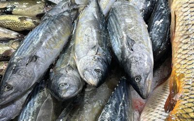 Pescicultorul din Botoșani, 300 tone pește: „Competiția din import ne sufocă”