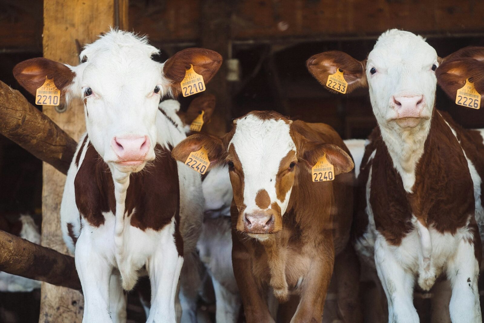 Bani de la stat pentru fermieri: APIA a publicat ghidurile pentru vaci și porci