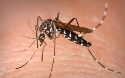 West Nile lovește România: 46 de cazuri, Bucureștiul, cel mai afectat