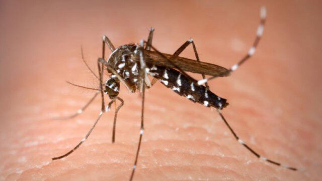 West Nile lovește România: 46 de cazuri, Bucureștiul, cel mai afectat
