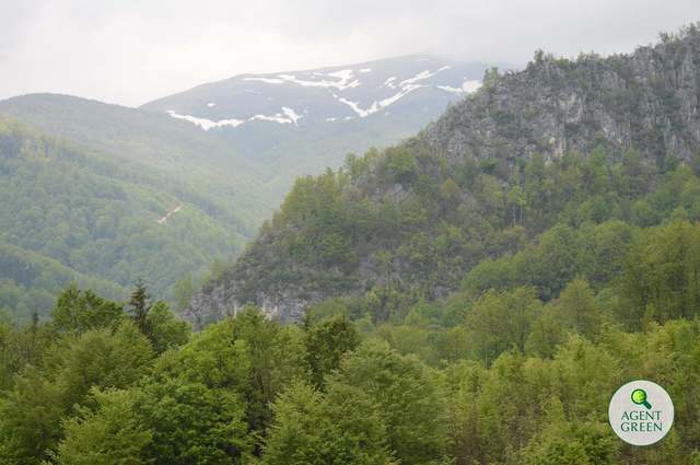 AUR vs. Mediu: 500.000 lei alocați pentru biodiversitate