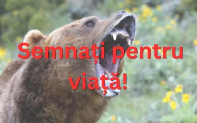 Urși în plus: Cum scăpăm de invazie