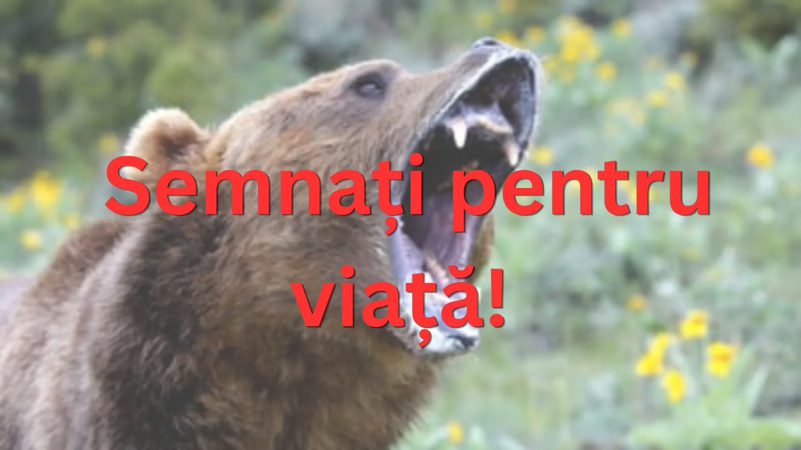 Urși în plus: Cum scăpăm de invazie