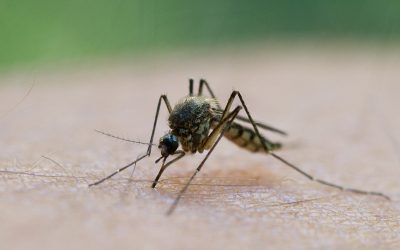 Grecia în alertă: West Nile se extinde Rapid spre Atena
