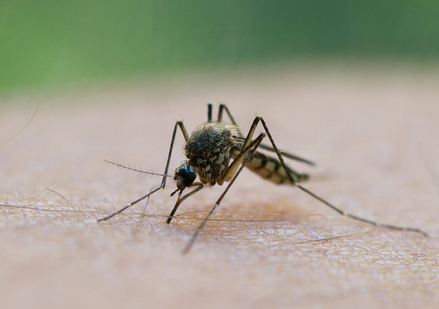 Grecia în alertă: West Nile se extinde Rapid spre Atena