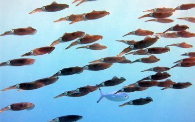 August fierbinte: Oceanele, la cote record