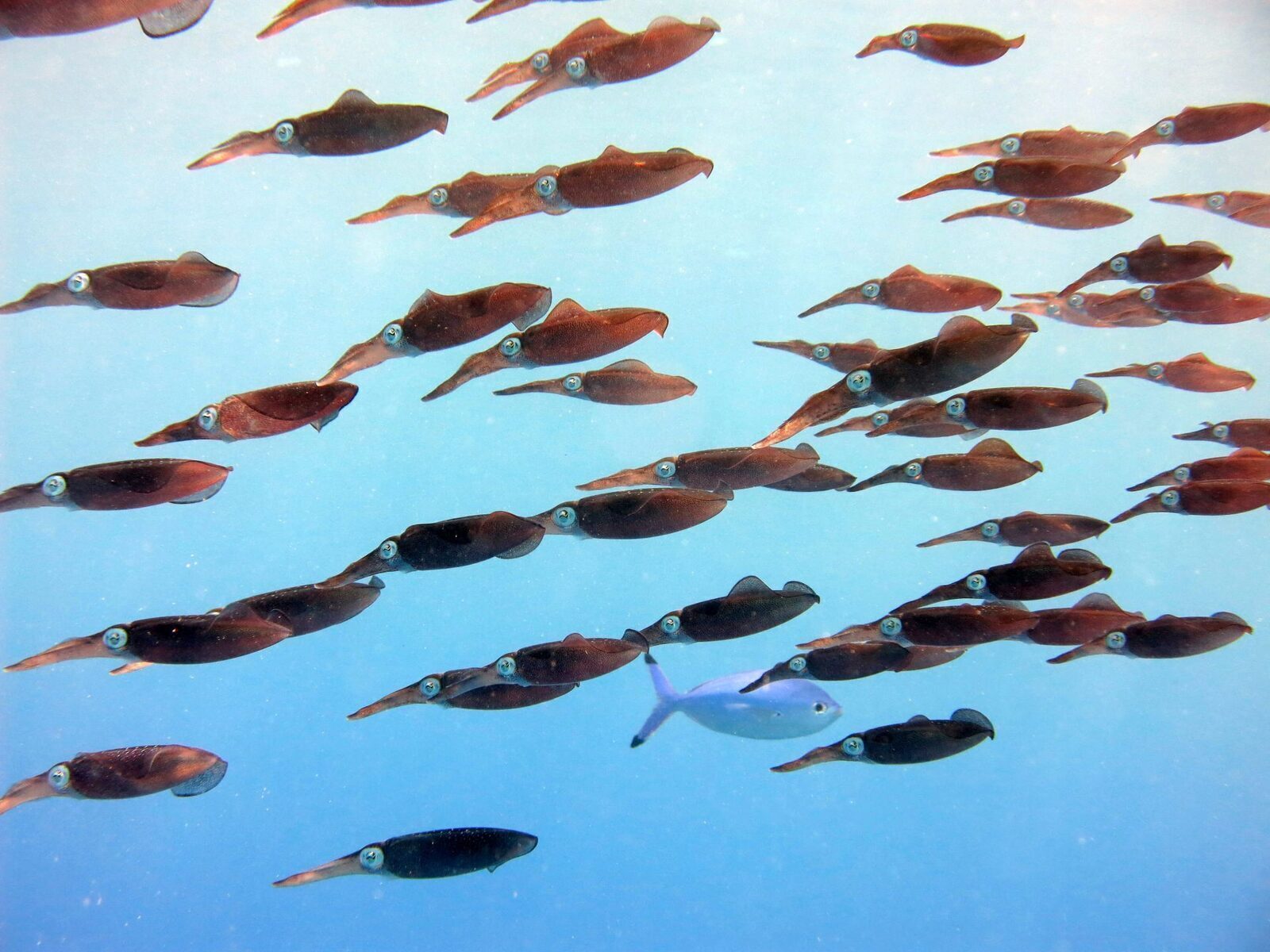 August fierbinte: Oceanele, la cote record