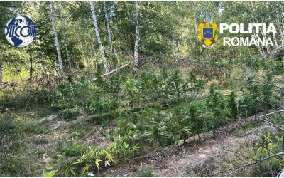 Pădure de canabis, prinsă în Covasna: Peste 130 de plante, ridicate
