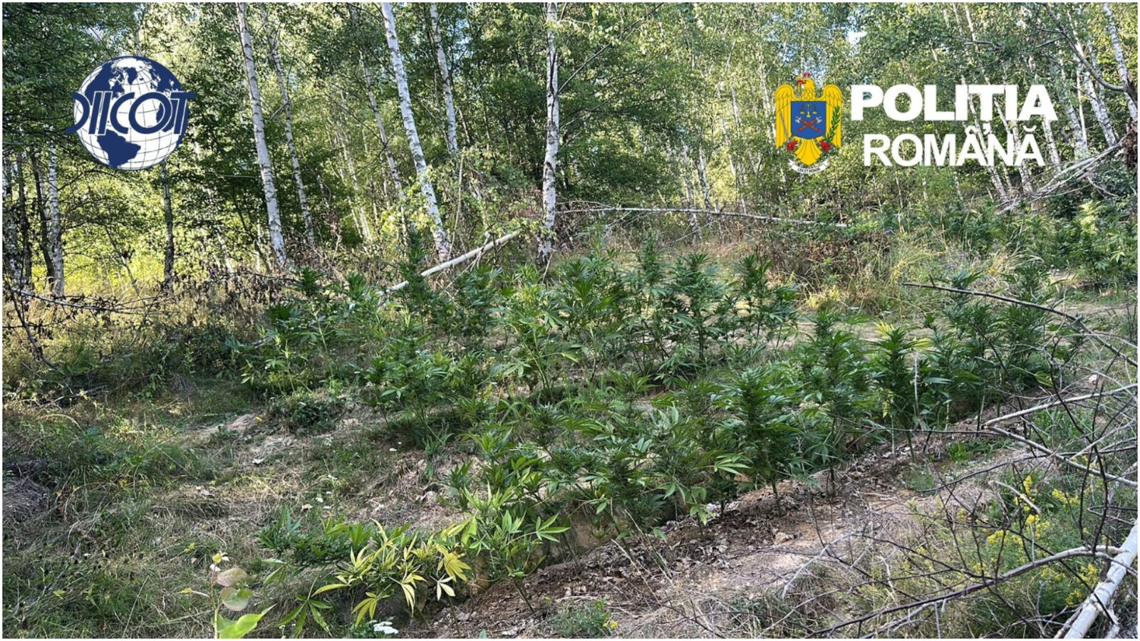 Pădure de canabis, prinsă în Covasna: Peste 130 de plante, ridicate