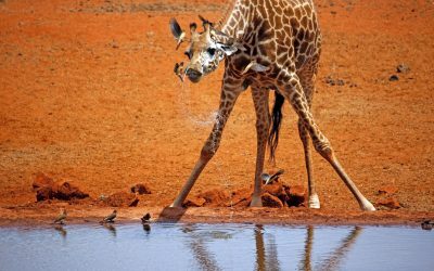 Girafe la naștere: Cât măsoară micuții?