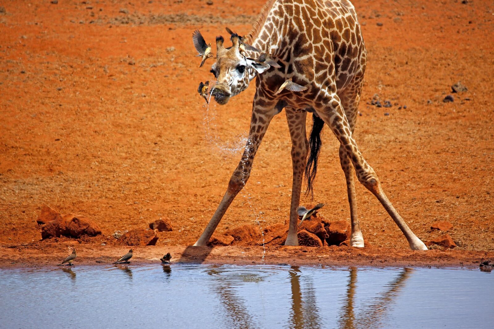 Girafe la naștere: Cât măsoară micuții?