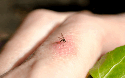Gata cu viespile! Soluții naturale pentru curtea ta